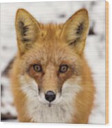 Staredown With Red Fox During Winter In Stoughton Wisconsin #2 Wood Print