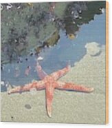 Starfish In Sunlight Wood Print