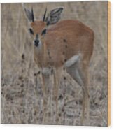 Steenbok, Kruger National Park Wood Print