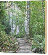 Steps Up Into The Forest 1 Wood Print