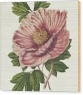 Striking Peony Wood Print