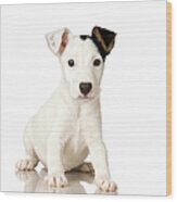 Studio Portrait Of Jack Russell Terrier Wood Print