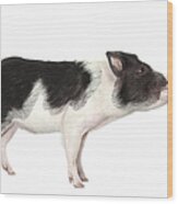 Studio Shot Of A Pig, Profile, Smiling Wood Print