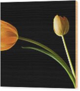 Studio Shot Of Yellow Tulips Wood Print