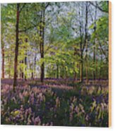Stunning Bluebells Woodland At Sunrise Wood Print