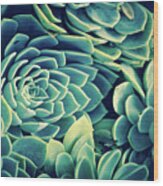 Succulent Wood Print