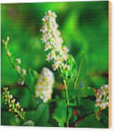 Summer Flowers 20170101-27 Rowan Lyford Wood Print