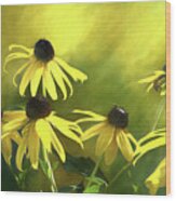 Sun Shine On Black Eyed Susan Wood Print