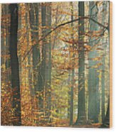 Sunbeams In A Colorful Autumnal Beech Wood Print