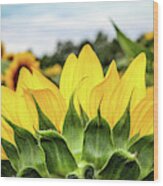 Sunflower Burst Wood Print