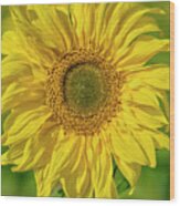 Sunflower Wood Print