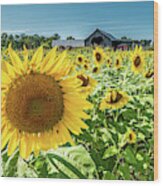 Sunflower Farm Wood Print