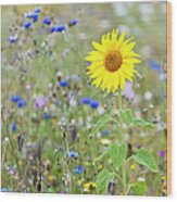 Sunflower In Field Of Mixed Wildflowers Wood Print