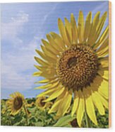 Sunflower In Summer Bloom Wood Print