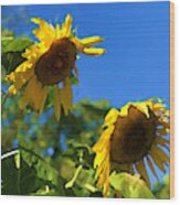 Sunflower Vox Wood Print