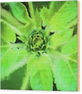 Sunflowers  Helianthus 027 Wood Print
