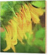 Sunflowers  Helianthus 147 Wood Print