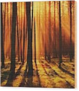 Sunlight Forest Wood Print