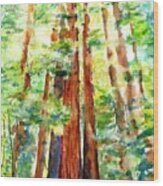 Sunlight Through Redwood Trees Wood Print