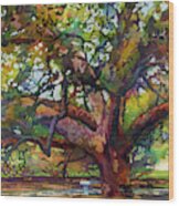 Sunlit Century Tree Wood Print