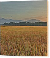 Sunrise Over Rice Fields Wood Print