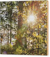 Sunshine At Whatcom County Wood Print