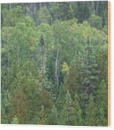 Superior National Forest Iii Wood Print