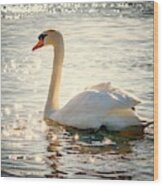 Swan On Golden Waters Wood Print