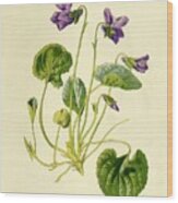 Sweet Violet Wood Print