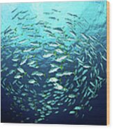 Swimming Fishes Wood Print