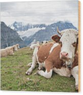 Swiss Alps Cow Wood Print