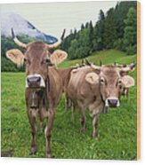 Swiss Brown Cows Bos Taurus On Green Wood Print