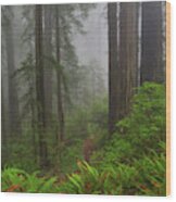 Tall Standing Trees In Fog Wood Print