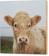 Tan Cow In Irish Countryside Wood Print