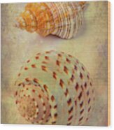 Textured Marine Shells Abstract Wood Print