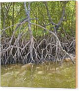 Thailand - Mangrove Forest, Coastline Wood Print