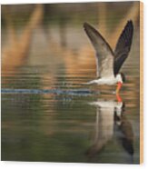 The African Skimmer Wood Print