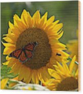The Butterfly The Bee And The Sunflower Wood Print