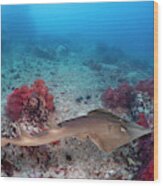 The Common Shovelnose Ray  Glaucostegus Wood Print
