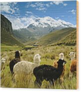 The Fields Near Chimborazo Volcano Wood Print