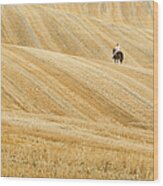 The Golden Fields Of Tuscany Wood Print