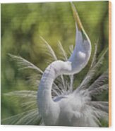 The Great White Egret Mating Dance Wood Print