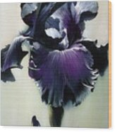 The Night. Black Iris Fragment Wood Print