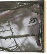 The Northern Hawk Owl Perching On A Pine Branch In The Wood Wood Print