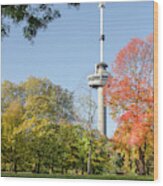 The Park, The Euromast And The Sweet Gum Tree Wood Print
