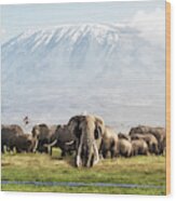 The Elephant Patriarch Of Amboseli Kenya Africa Wood Print