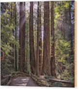 The Redwood Grove Wood Print