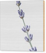The Sweet Smell Of Lavender Wood Print
