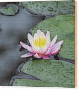 The Water Lily Wood Print