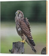 The Young Kestrel Perching On A Wooden Fence Pole Wood Print